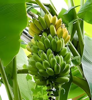 Banana Yelakki (Elaichi Banana)