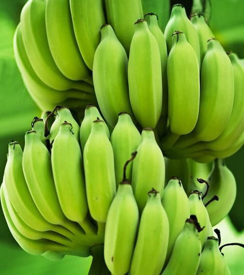 Banana Yelakki (Elaichi Banana)